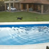 監視器拍到勇敢幼犬從泳池中救起，差點溺水的14歲老狗好朋友！