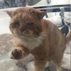 當幸福來敲門！大雪中一隻流浪貓跑到女子家外敲門：「請問我可以進來取暖嗎？」