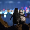 2020年「海洋攝影大賞」的最佳社區選擇獎：兩隻各自喪偶的企鵝擁抱彼此安慰的照片俘獲人心