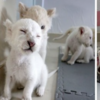 極為稀有的「小白獅四胞胎」誕生於中國動物園，於12月底首度公開亮相！