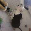 貼心狗狗24小時緊黏在懷孕麻麻的身邊不離開，就連麻麻洗澡都要坐進去淋浴間守護才放心！