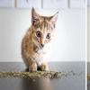「好嗨哦！！！」鏡頭捕捉一群貓咪嗑貓草過頭的照片，真的是又可愛又搞笑啊！