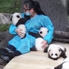 全世界最美好的工作？中國女子每天只需要「抱熊貓」就可年薪90萬！
