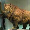保存狀態良好的令人驚艷！冰河時代幼年期「長毛犀牛」遺體於凍土中發現