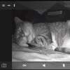 好心人在後院建造貓屋給流浪貓，還裝了攝影機確保牠們每晚都有回來睡覺！