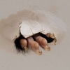 女子發現天花板上有「毛茸茸的爪子」探出，如今已經與「野生住客」共處一年多