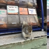 店家飽受「貪婪松鼠群」覬覦堅果櫃！一隻松鼠介入驅散後要求店家提供「保護費」！