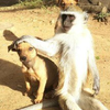 「你以後就歸哥罩了！」當這隻小狗狗剛抵達收容所，第一個衝出來迎接的竟是一隻...猴子！？