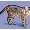7個貓奴常問的貓咪關節炎Q&A！快來看看你家貓咪是否為關節炎高風險族群！