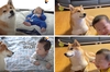 「慢慢長大，解解陪你」韓國狗歐尼與小主人相處的可愛瞬間，極致療癒！