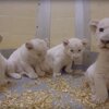白獅寶寶來報到！多倫多動物園這4隻超罕見的白獅寶寶，超呆萌的模樣讓人都要融化啦♥