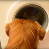 汪星人沒有極限！聰明狗狗超愛幫忙做家事，現在竟然連洗衣機都能自己操作啦(((ﾟДﾟ;)))