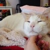 當18歲的貓爺爺終於得到自己的專屬睡床時，超幸福的表情讓人心裡也暖起來了♥