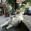 繞著貓轉的城市！愛貓人士的必踩景點：土耳其伊斯坦堡！