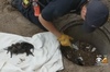 消防員帶著「8隻被丟棄的黑色狗寶寶」送醫救治，獸醫尷尬表示：「這些不是小狗啊！」