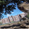 調皮松鼠偷走GoPro攝影機，沒想到卻拍下超酷的「跑酷」影片！
