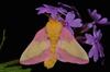 「會飛的馬卡龍」告別單調不美麗的刻板印象，飛蛾的外表也能玩爆蝴蝶好嗎！