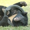 從膽汁農場被救出的小黑熊長大了，但還是依舊最愛玩牠的小輪胎~(￣▽￣)~*　