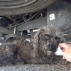 這隻流浪狗狗被救援的時候顯得很驚恐，因為牠有一份放不下的牽掛！