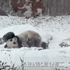 懶散大熊貓看到一片白茫茫大雪竟然玩瘋啦！1:29的超興奮反應也太可愛了吧XD