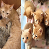 「妳的孩子就是我的孩子！」2隻母貓好朋友先後產下8隻小貓，輪流休息照顧超溫馨！