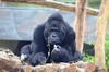 「新發現！」格勞爾大猩猩數據研究有望扭轉絕種的命運！
