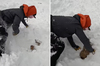 狗狗遭雪崩活埋20分鐘！熱心滑雪客「不放棄希望」拚命挖掘成功救出：別怕沒事了～