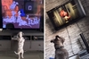 熱愛迪士尼的「電視狗狗」大合集：究竟哪些經典動畫片是汪汪們的最愛？