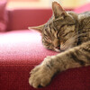 為什麼貓咪總是要睡在我身上？4個喵星人獨有的超超奇特睡眠習慣！