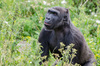 動物園裡的大猩猩沉迷於「遊客的手機」，動物園表示：將禁止遊客在黑猩猩展區前使用手機！