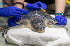 國家水族館使用「針灸」治療野生海龜受傷的下巴，海龜表示：雖然看似可怕但卻成功治好了我！