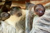 動物管理員發現樹懶馬麻身上出現了一隻「樹懶寶寶」，工作人員表示：寶寶來得太突然了吧？