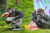 英國最古老銀背大猩猩歡慶40歲生日，並收到「40件生日禮物」和「定制蛋糕」，大猩猩表示：收禮收到手軟！
