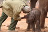 大象帶上新生兒前去「與曾經的救命恩人見面」，當初孤軍奮戰的牠如今已經「建立所屬自己的家庭」！