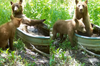 坊間流傳「林中浴缸」，不僅吸引探險家前去一旦究竟，更是吸引了「野熊一家」前去朝聖！