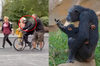 烏克蘭動物園黑猩猩逃獄出外玩　最終在工作人員的陪同下「騎自行車回到動物園」