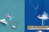 驚悚！鯨魚撞翻載有11名旅客的小船　最終導致「5人失去性命」