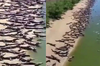 成千上萬鱷魚「集體入侵海灘」？　影片真假引起網友熱議