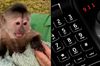 警方接獲報警電話來到動物園調查　動物管理員傻眼：電話是猴子亂打的！