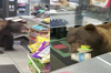 野熊闖入超商「翻箱倒櫃吃霸王餐」　店員搖頭無奈表示：謝謝光臨！