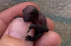 一節拇指大的「蝙蝠寶寶」降臨獸醫醫院　獸醫出動棉花棒充當媽媽供奶