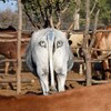科學家保護野生獅群數量的方式，竟然是在牛隻的「屁股」上畫眼睛！？