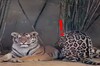 動物園內一隻「打工豹」正賣力地幫一隻老虎踏踏　園方：可能把老虎當媽媽