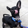 「找新家？好耶！」流浪黑狗拍照時竟擺出「超搞笑鬼臉」，讓網友們直呼：太犯規啦！