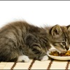 求救！我的貓不愛吃東西怎麼辦？8個簡單方法讓挑嘴貓、厭食貓都能重新愛上食物！