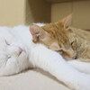 「這個枕頭好！」小橘貓就愛貓姐姐的肚肚枕頭，舒服到連呼嚕聲都變「轟隆」聲啦♥♥♥