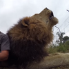 本王覺得不爽！動物溝通師在拍攝影片時，獅子插嘴、撒嬌樣樣來，就是不讓他說完！