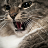 求救：我的貓咪脾氣差愛生氣怎麼辦？7個壞脾氣後的重大健康警訊貓奴不可不知！