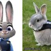 小身體大夢想！「動物方城市」中的兔警官茱迪是這隻小灰兔的偶像，如今牠也有一套自己的「防彈衣」啦♥