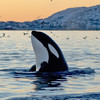 終於！退休的海洋動物明星終於可以不用住在陰暗的小房間，鯨豚保育中心為虎鯨明星們提供能夠安享晚年的機會！